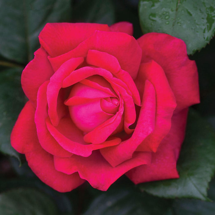 Rosa 'Meithatie' PP 30,860 ~ Bloomables® Sweet Spirit™ Rose-ServeScape