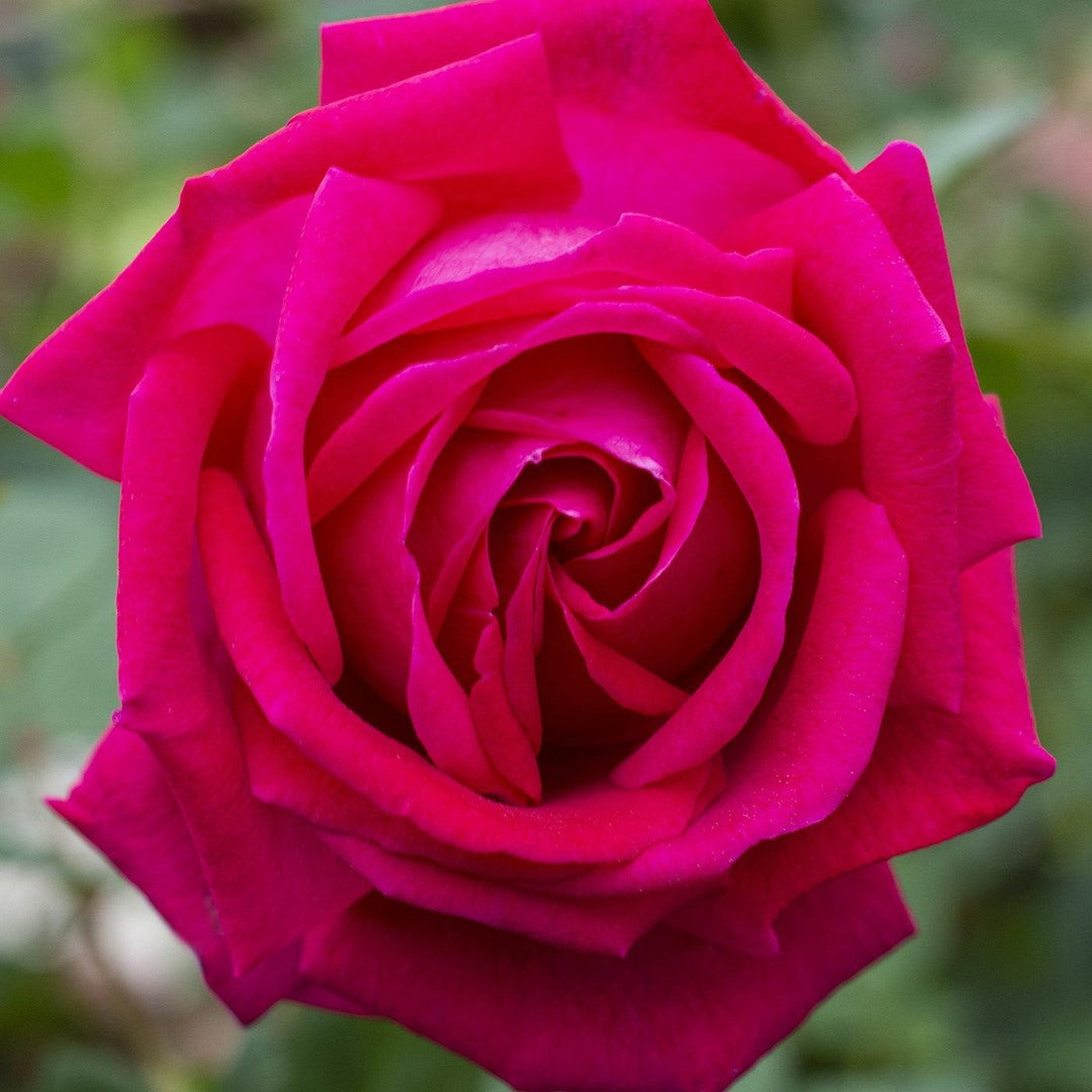 Rosa 'Meithatie' PP 30,860 ~ Bloomables® Sweet Spirit™ Rose-ServeScape