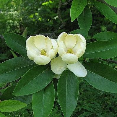 Magnolia virginiana ~ Monrovia® Sweet Bay Magnolia-ServeScape