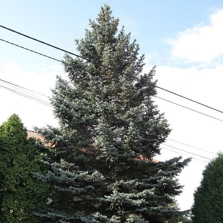 Picea pungens ~ Colorado Blue Spruce-ServeScape
