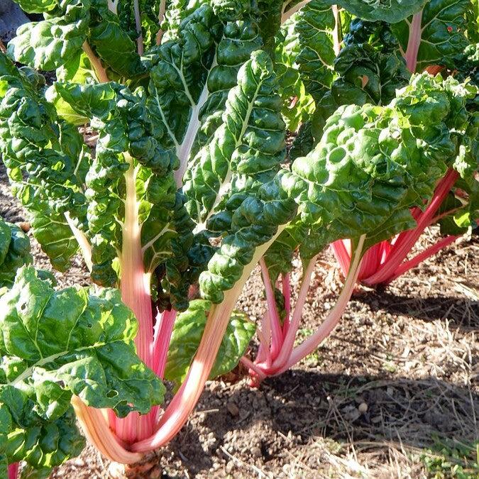 Beta Vulgaris 'Peppermint' ~ Peppermint Swiss Chard-ServeScape