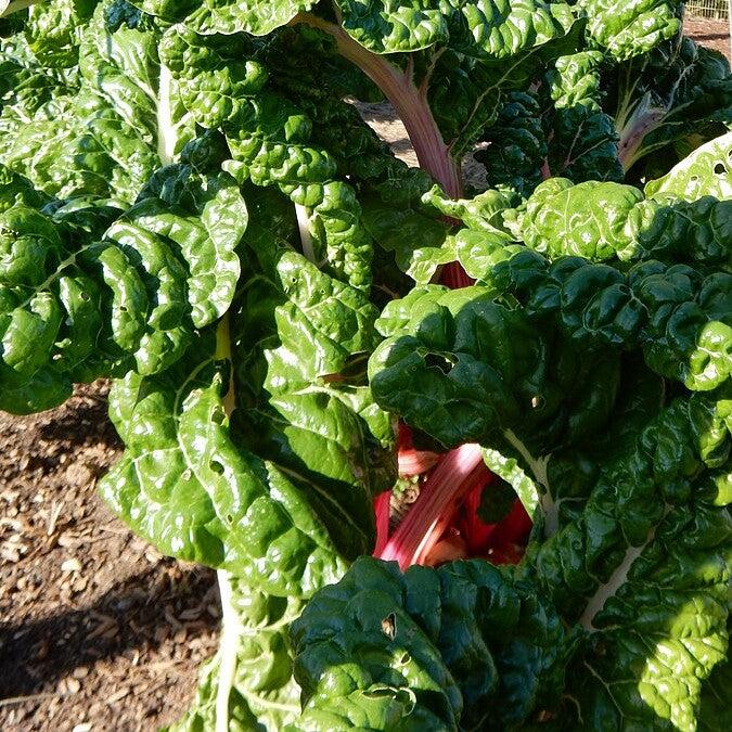 Beta Vulgaris 'Peppermint' ~ Peppermint Swiss Chard-ServeScape