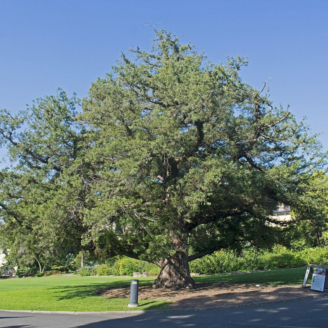 Juniperus bermudiana ~ Bermuda Cedar-ServeScape
