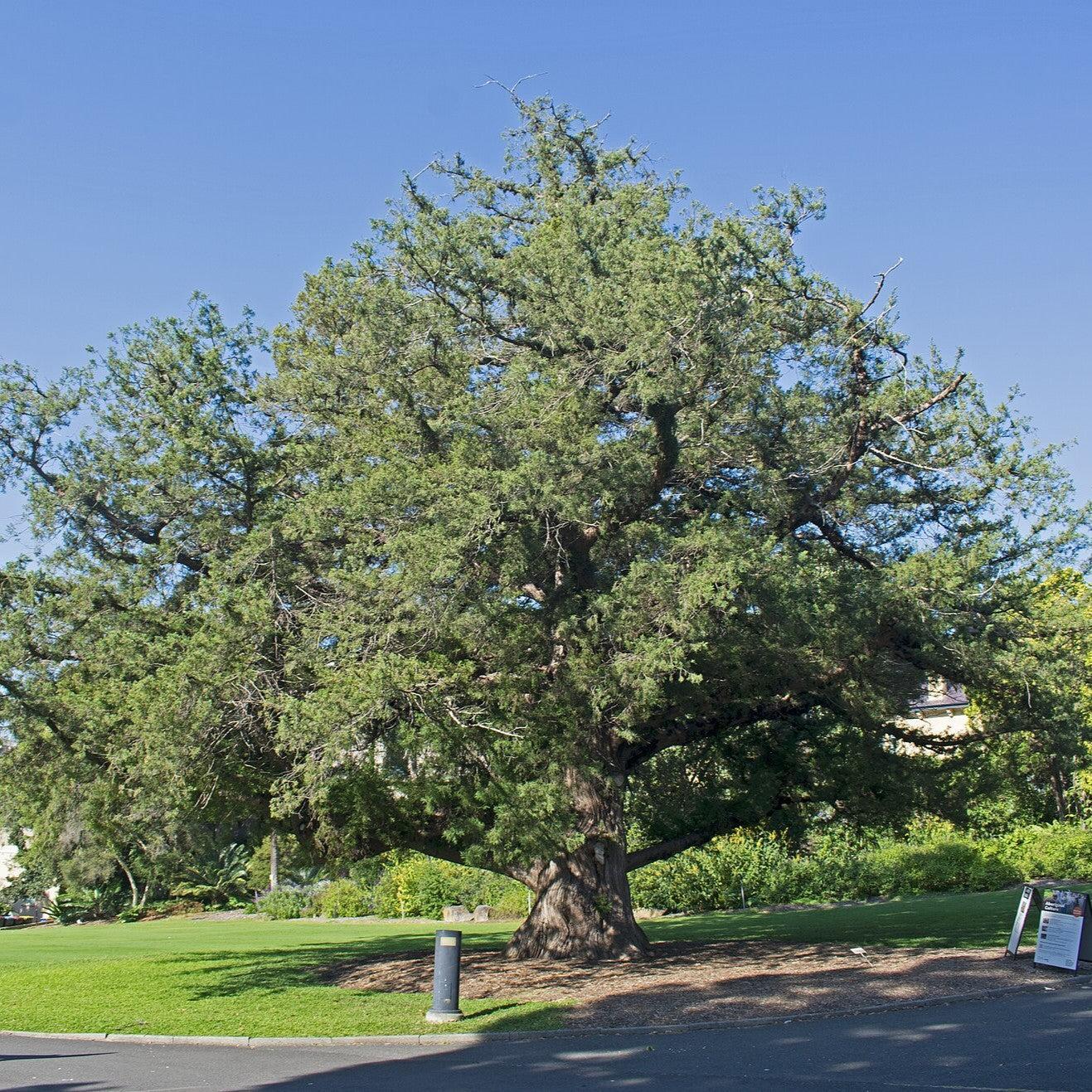 Juniperus bermudiana ~ Bermuda Cedar-ServeScape
