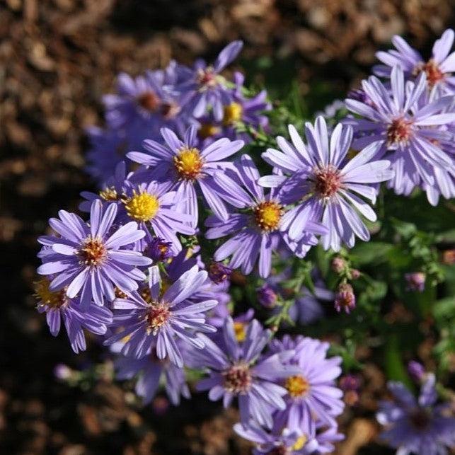 Aster laevis 'Bluebird' ~ Bluebird Smooth Aster-ServeScape