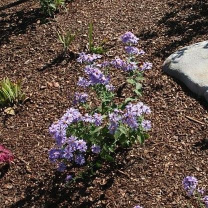 Aster laevis 'Bluebird' ~ Bluebird Smooth Aster-ServeScape