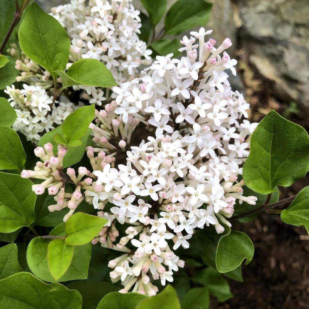 Syringa meyeri 'JDB123WHITEHOUSE' ~ Bloomin' Easy® Pearl Potion™ Korean Lilac-ServeScape