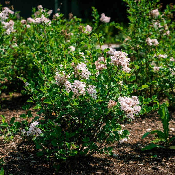 Syringa meyeri 'JDB123WHITEHOUSE' ~ Bloomin' Easy® Pearl Potion™ Korean Lilac-ServeScape