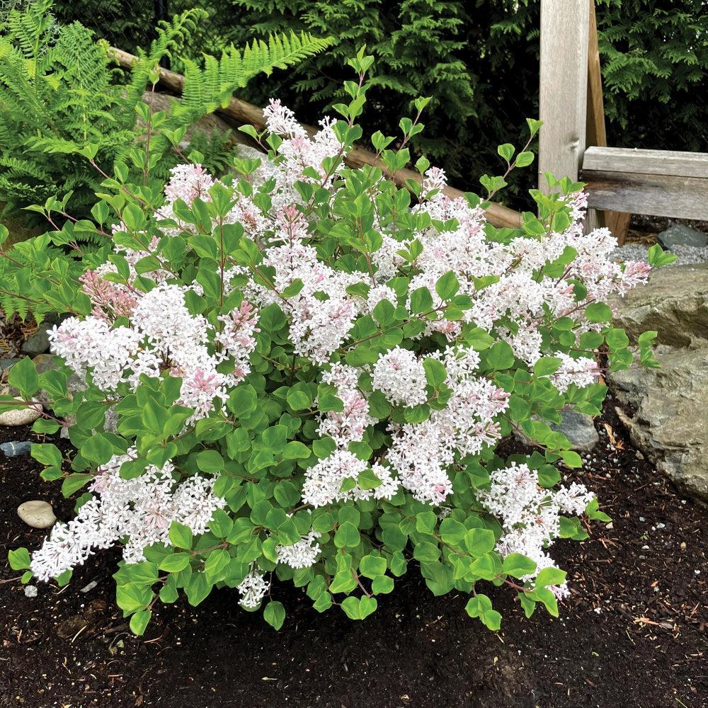Syringa meyeri 'JDB123WHITEHOUSE' ~ Bloomin' Easy® Pearl Potion™ Korean Lilac-ServeScape