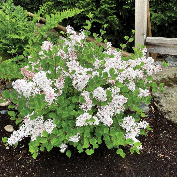 Syringa meyeri 'JDB123WHITEHOUSE' ~ Bloomin' Easy® Pearl Potion™ Korean Lilac-ServeScape