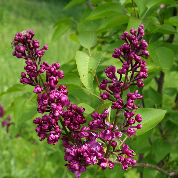 Syringa 'Bailbridget' ~ Virtual Violet® Lilac-ServeScape