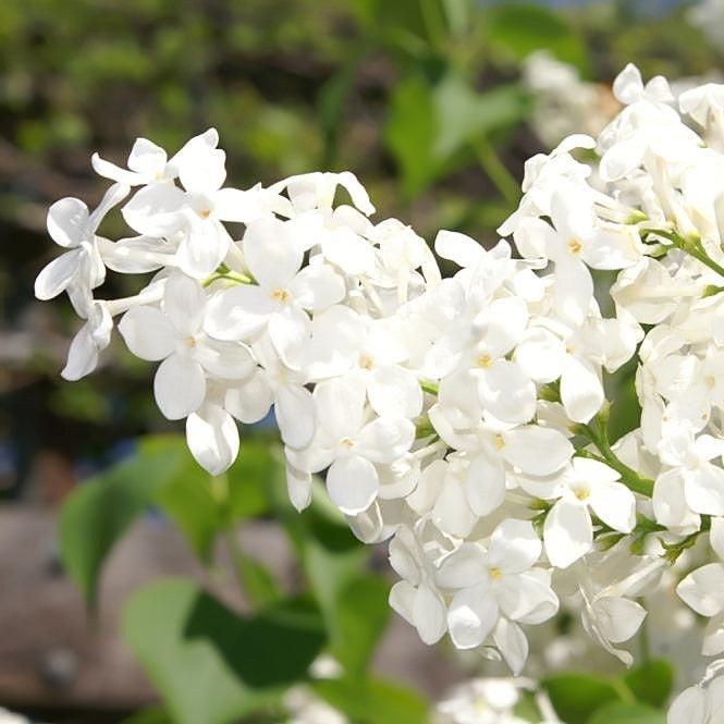 Betsy Ross Lilac - Syringa x oblata 'Betsy Ross' – ServeScape