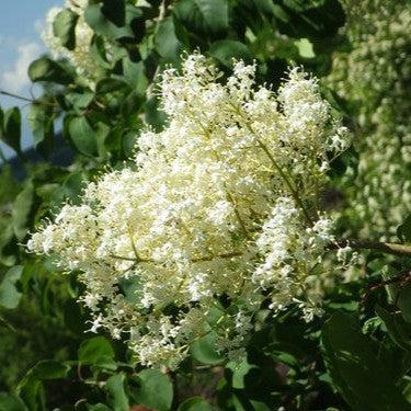 Syringa reticulata sub pekinensis 'Morton' ~ China Snow® Peking Lilac-ServeScape