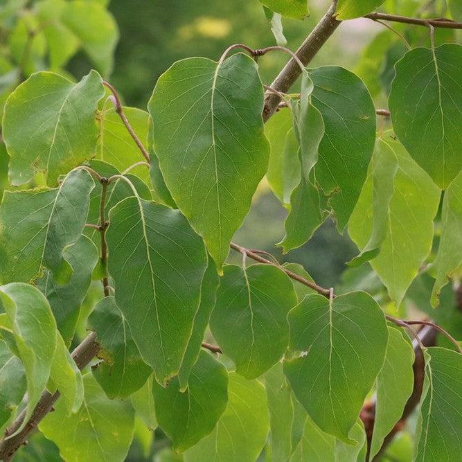 Syringa reticulata sub pekinensis 'Morton' ~ China Snow® Peking Lilac-ServeScape