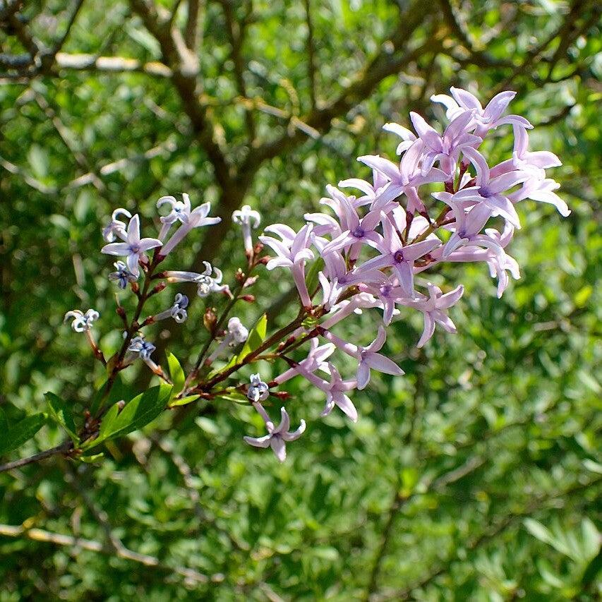 Syringa x persica ~ Persian Lilac-ServeScape