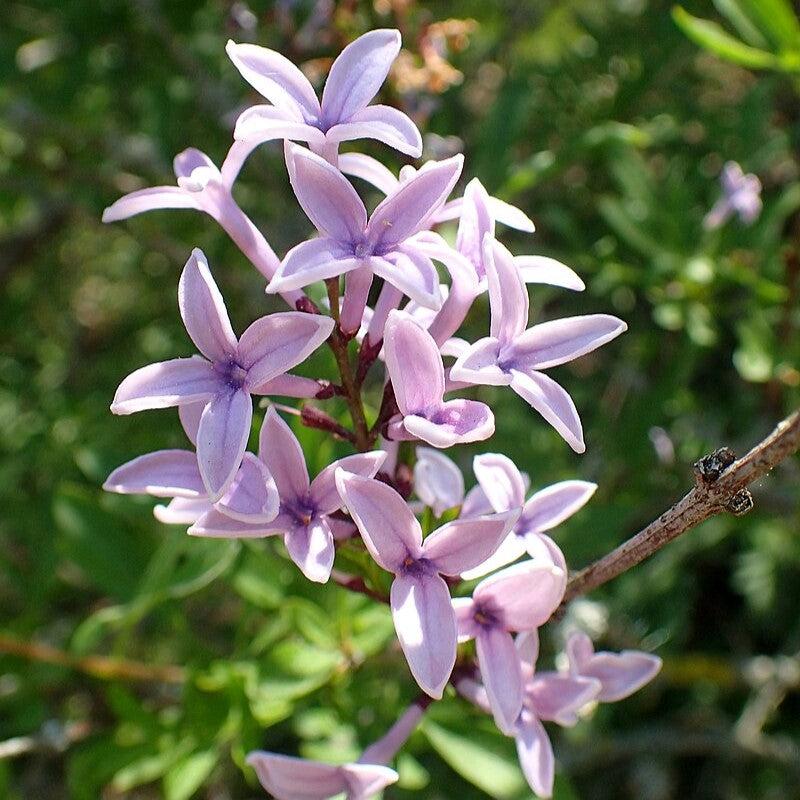 Syringa x persica ~ Persian Lilac-ServeScape