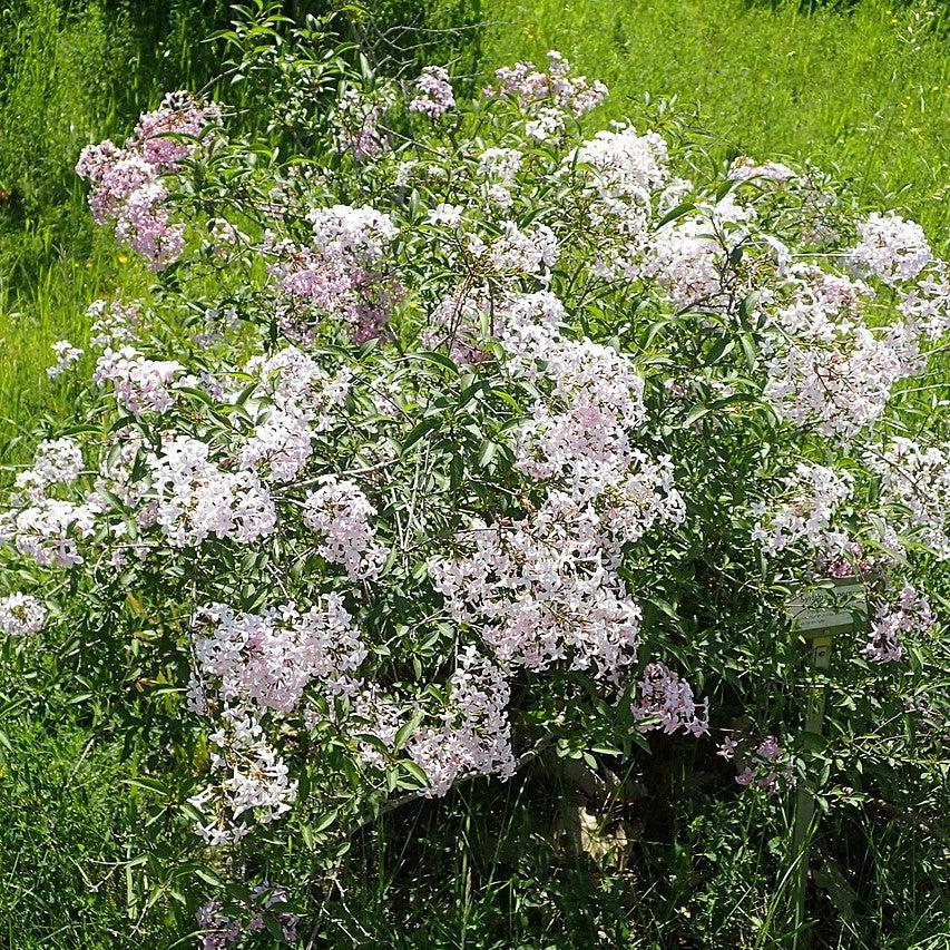 Syringa x persica ~ Persian Lilac-ServeScape