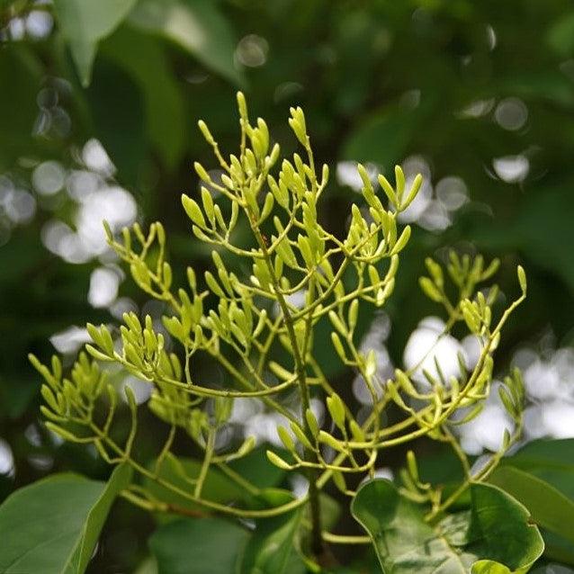 Syringa reticulata 'Ivory Silk'~ Ivory Silk Japanese Tree Lilac-ServeScape