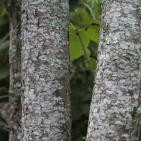 Syringa reticulata 'Ivory Silk'~ Ivory Silk Japanese Tree Lilac-ServeScape