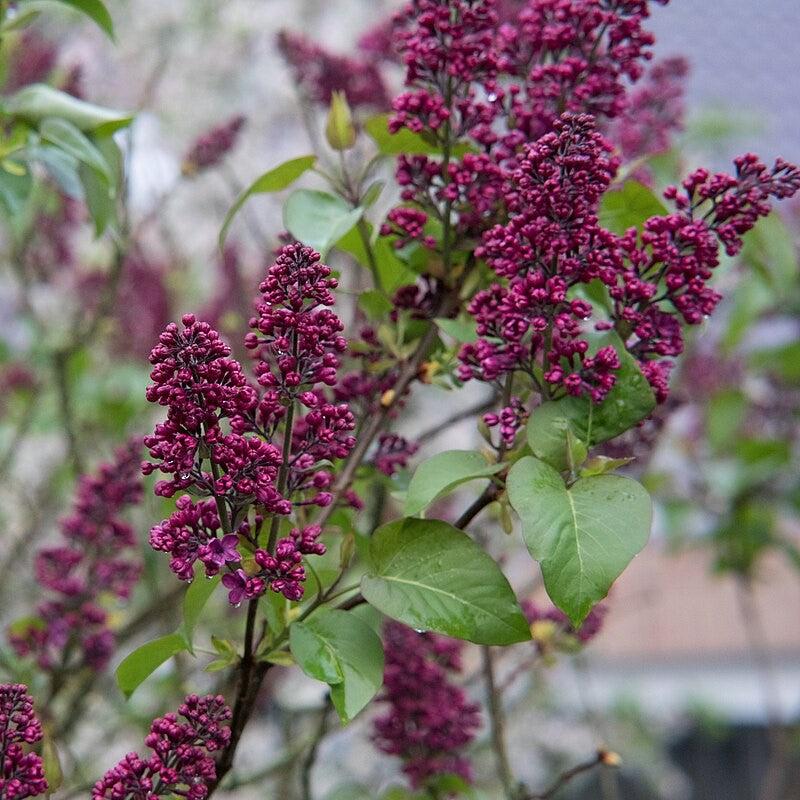 Syringa 'Bailbridget' ~ Virtual Violet® Lilac-ServeScape