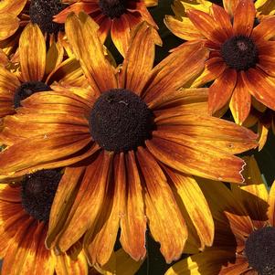 Rudbeckia hirta 'Sunbeckia Sarah' ~ Sunbeckia® Sarah Black-Eyed Susan-ServeScape