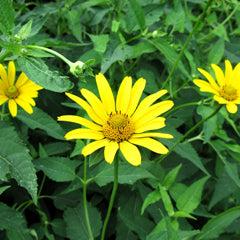 Heliopsis helianthoides 'Ox eye' ~ Ox Eye False Sunflower-ServeScape