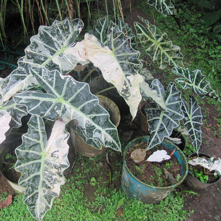 Alocasia amazonica ~ Monrovia® Elephant Ear Plant-ServeScape
