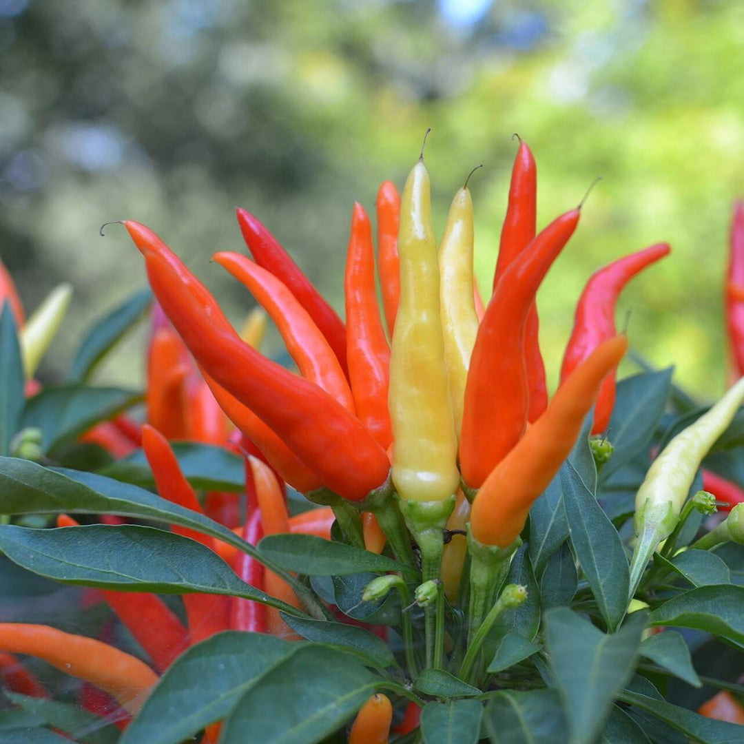 Capsicum annuum 'Tabasco' ~ Tabasco Pepper-ServeScape