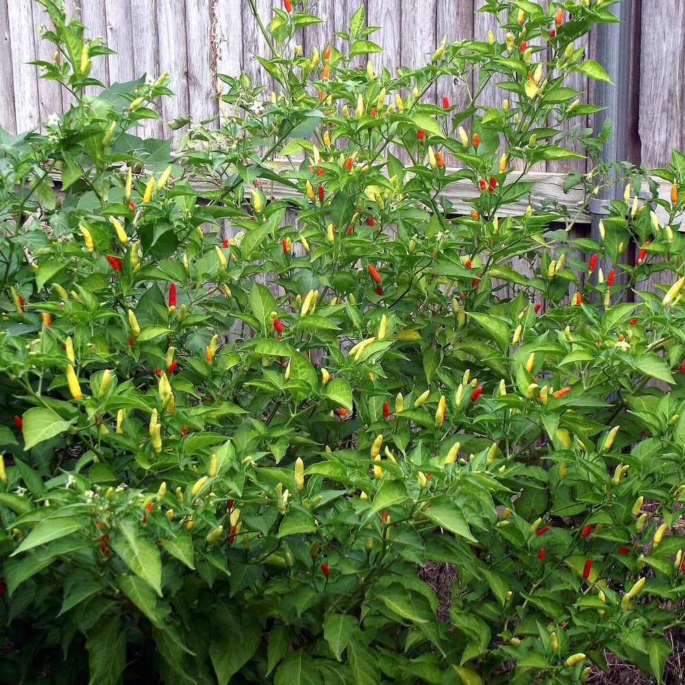 Capsicum annuum 'Tabasco' ~ Tabasco Pepper-ServeScape