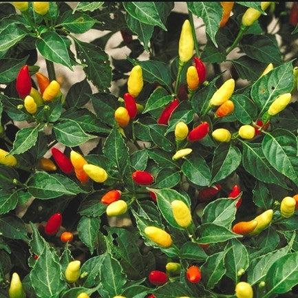 Capsicum annuum 'Tabasco' ~ Tabasco Pepper-ServeScape