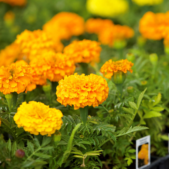 Tagetes erecta 'PAS1060545' ~ Taishan® Orange African Marigold-ServeScape