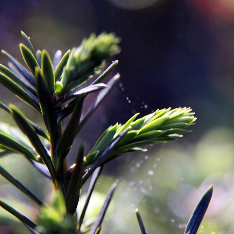 Taxus cuspidata 'Capitata' ~ Capitata Japanese Yew-ServeScape