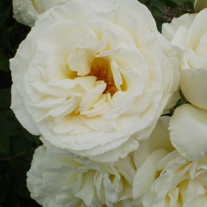 Rosa 'BAInest' ~ First Editions® The Finest™ Rose-ServeScape