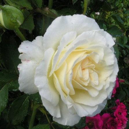 Rosa 'BAInest' ~ First Editions® The Finest™ Rose-ServeScape