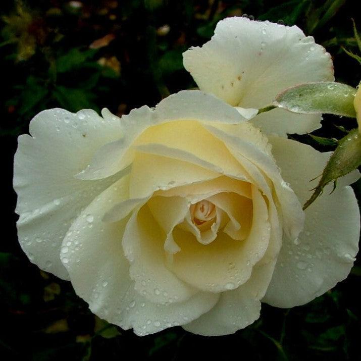 Rosa 'BAInest' ~ First Editions® The Finest™ Rose-ServeScape