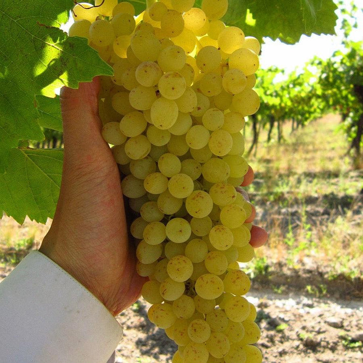 Vitis vinifera 'Thompson' ~ Thompson Seedless Grapes-ServeScape