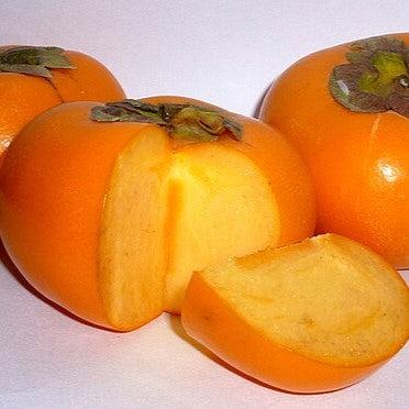 Diospyros kaki 'Fuyugaki' ~ Fuyugaki Persimmon-ServeScape