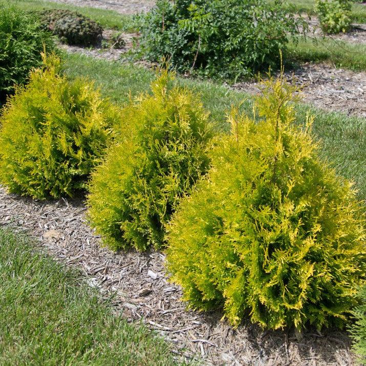 Thuja occidentalis 'RUTTHU3' PP35,206 ~ First Editions® Lemon Burst® Arborvitae-ServeScape