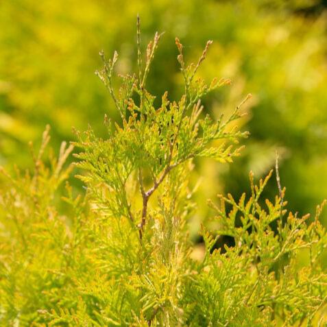 Thuja occidentalis 'RUTTHU3' PP35,206 ~ First Editions® Lemon Burst® Arborvitae-ServeScape