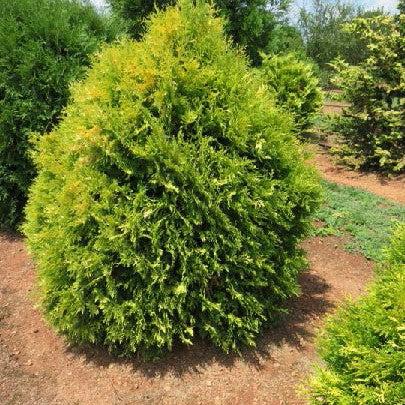 Thuja occidentalis 'RUTTHU3' PP35,206 ~ First Editions® Lemon Burst® Arborvitae-ServeScape