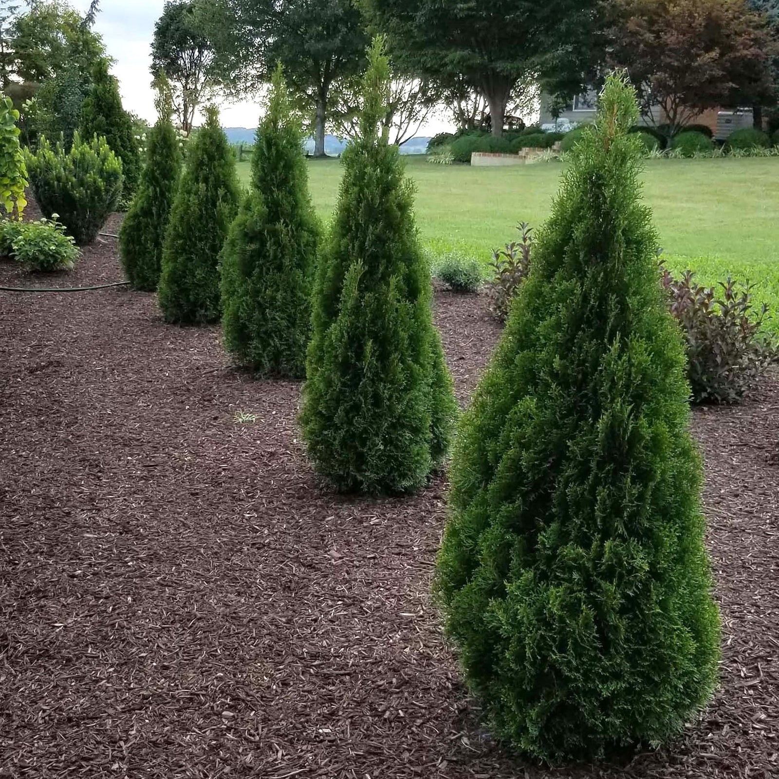 Thuja occidentalis 'Lilshreckthu' ~ Emerald Squeeze™ Arborvitae-ServeScape