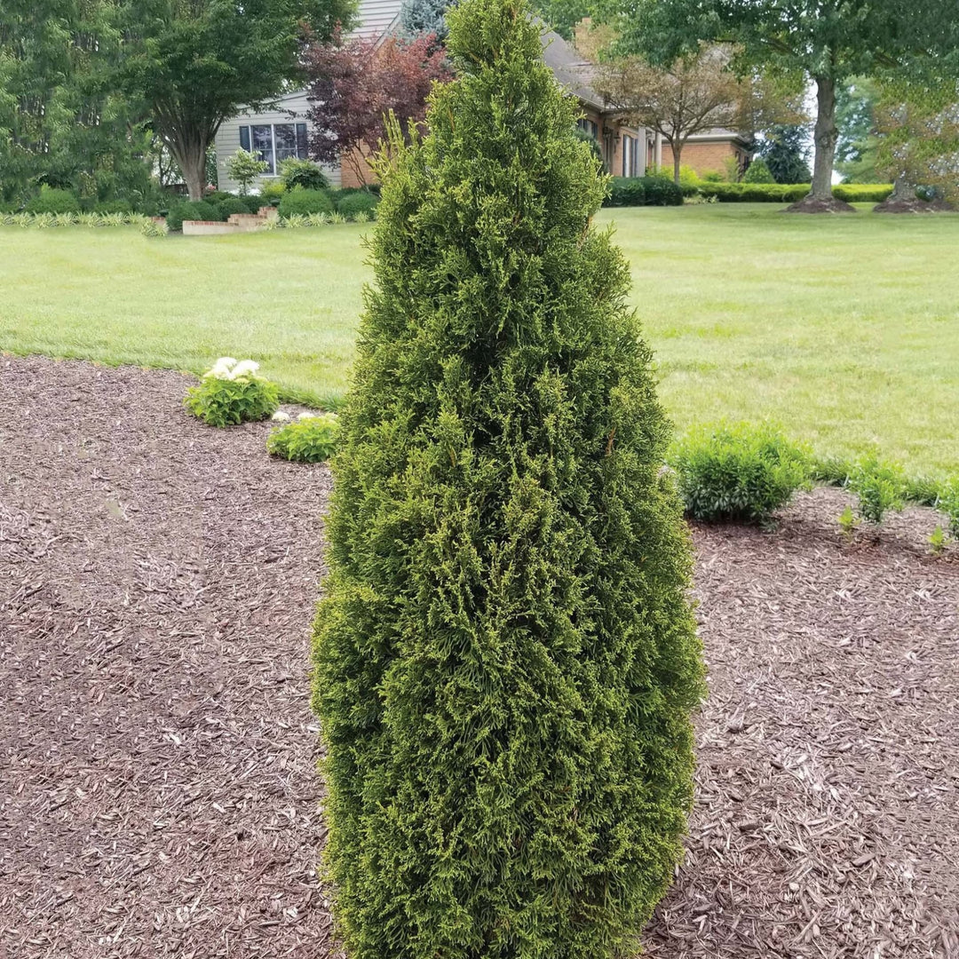 Thuja occidentalis 'Lilshreckthu' ~ Emerald Squeeze™ Arborvitae-ServeScape