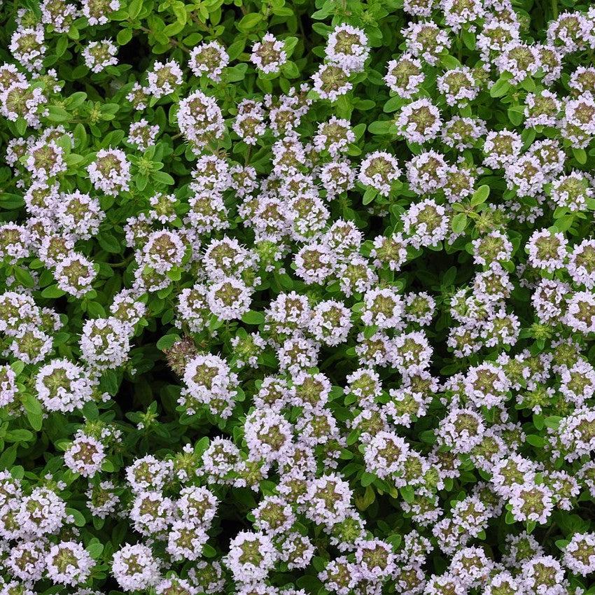 Thymus x citriodorus ~ Lemon Thyme-ServeScape