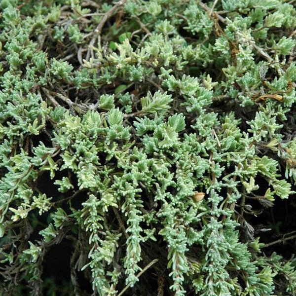 Thymus neiceffii ~ Juniper Leaf Thyme-ServeScape