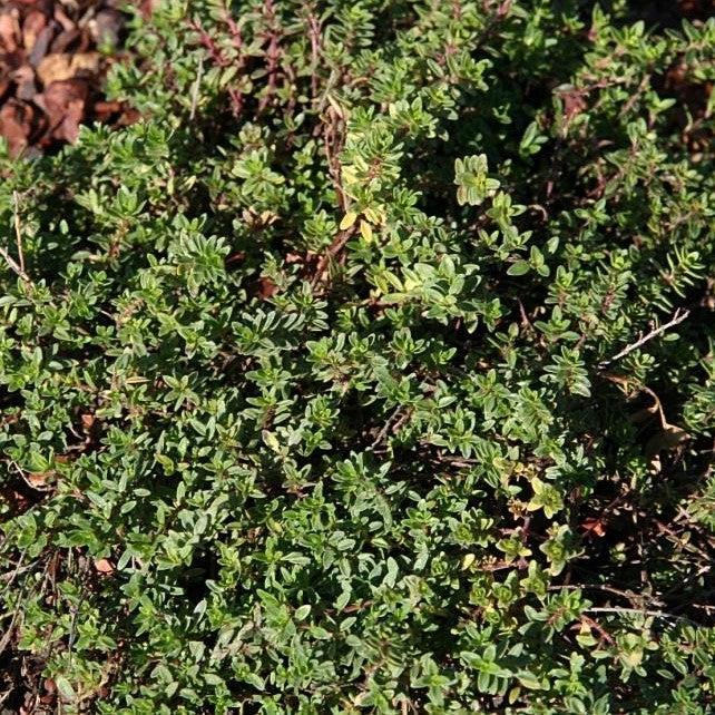 Thymus serpyllum 'Magic Carpet' ~ Magic Carpet Creeping Thyme-ServeScape