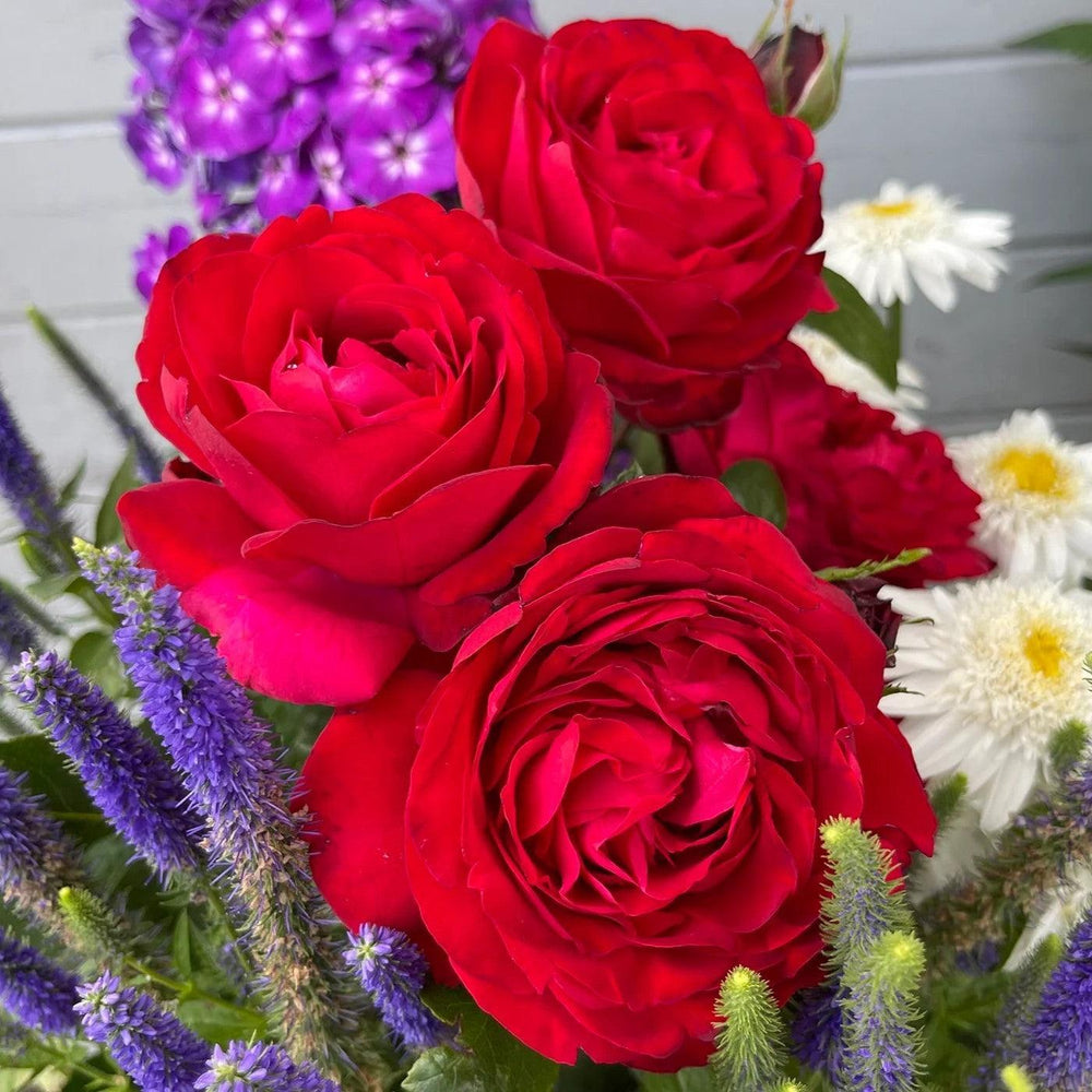 Rosa 'KORroleotu' PP 30,142 ~ Tiamo™ Rose-ServeScape