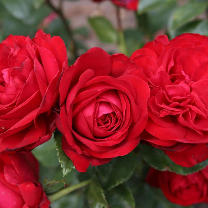 Rosa 'KORroleotu' PP 30,142 ~ Tiamo™ Rose-ServeScape