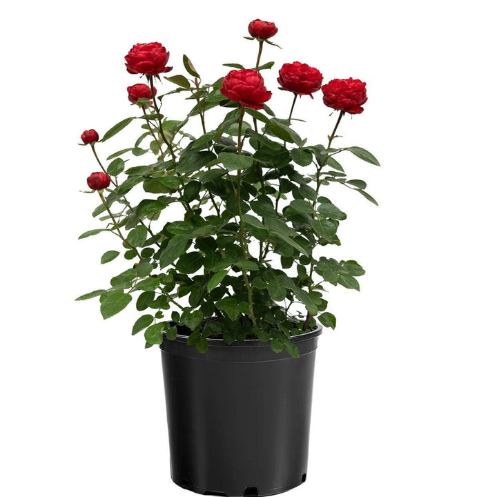 Rosa 'KORroleotu' PP 30,142 ~ Tiamo™ Rose-ServeScape
