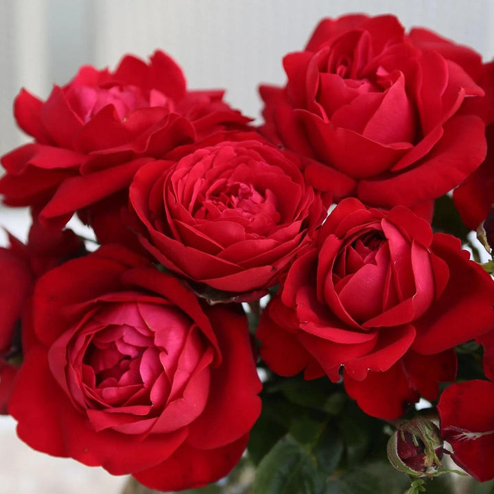 Rosa 'KORroleotu' PP 30,142 ~ Tiamo™ Rose-ServeScape