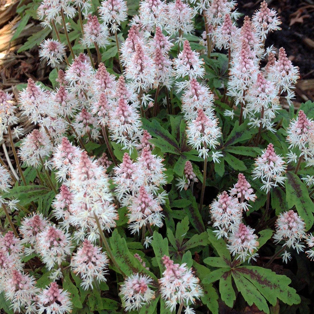 Tiarella 'Spring Symphony' ~ Spring Symphony Foam Flower-ServeScape
